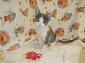 SHAKE SHACK BURGER -  Domestic Short Hair Cat for Adoption in San Jose, California - SHAKE SHACK BURGER | PetCurious