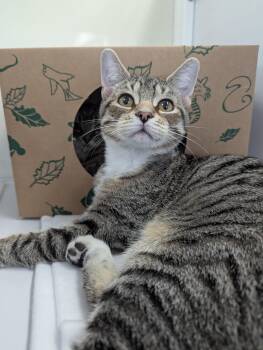 Rescue Domestic Short Hair Cats for Adoption in Oconto, Wisconsin - Sean Paul | PetCurious