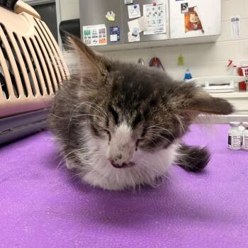 Dragonfly -  Domestic Long Hair Cat for Adoption in Indianapolis, Indiana - Dragonfly | PetCurious