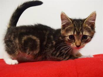 VIOLET FURIOSO -  Domestic Short Hair Cat for Adoption in Sacramento, California - VIOLET FURIOSO | PetCurious