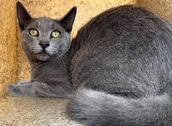 FRANK -  Domestic Short Hair Cat for Adoption in Pasadena, California - FRANK | PetCurious