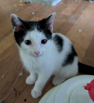 Sylvester -  Domestic Short Hair Cat for Adoption in Battle Creek, Michigan - Sylvester | PetCurious