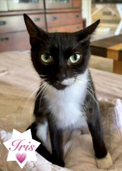 Iris -  Domestic Short Hair Cat for Adoption in Longwood, Florida - Iris | PetCurious