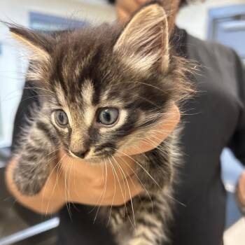 Stray - Boston Road Kitten 4 -  Domestic Medium Hair Cat for Adoption in Roxboro, North Carolina - Stray - Boston Road Kitten 4 | PetCurious