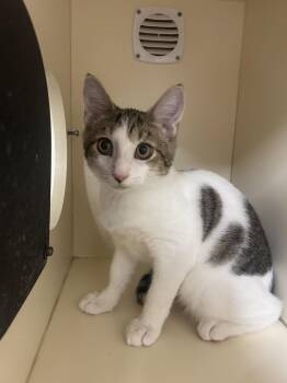 Brahma -  Domestic Short Hair Cat for Adoption in Lancaster, Pennsylvania - Brahma | PetCurious