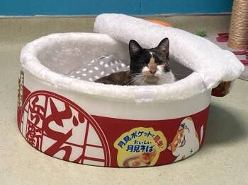 Cortalnd -  Domestic Short Hair Cat for Adoption in Cincinnati, Ohio - Cortalnd | PetCurious