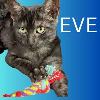 Rescue Domestic Short Hair Cats for Adoption in South Padre Island, Texas - Eve | PetCurious
