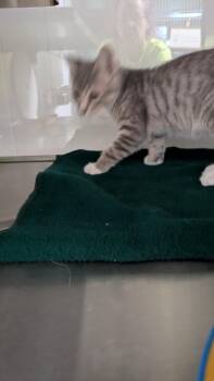 Scale -  Domestic Short Hair Cat for Adoption in Papillion, Nebraska - Scale | PetCurious