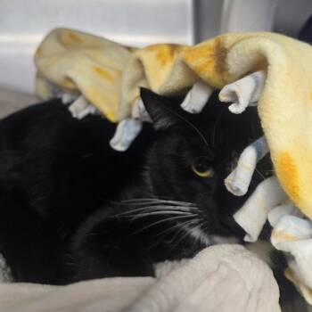 Domestic Short Hair Cats Available for Adoption - Rogue | PetCurious