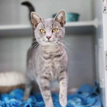 Domestic Short Hair Cats Available for Adoption - Jewell | PetCurious