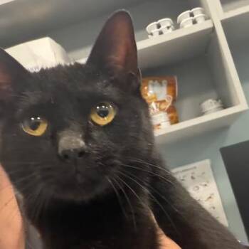 Kiss -  Domestic Short Hair Cat for Adoption in Greensboro, North Carolina - Kiss | PetCurious