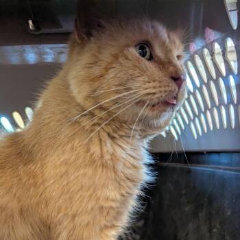 Domestic Medium Hair Cats Available for Adoption in Lynchburg, Virginia - Audi | PetCurious