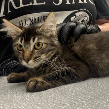 Mary Jane -  Domestic Long Hair Cat for Adoption in Spokane, Washington - Mary Jane | PetCurious