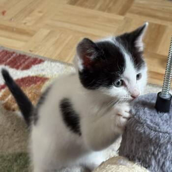 Rescue Domestic Short Hair Cats for Adoption in La Crescent, Minnesota - MUSCARI | PetCurious