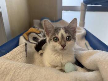 Twee -  Domestic Short Hair Cat for Adoption in Berkeley, California - Twee | PetCurious