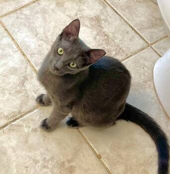 Domestic Short Hair and Russian Blue Cats Available for Adoption in Homestead, Florida - Pele And Mazzy Star | PetCurious