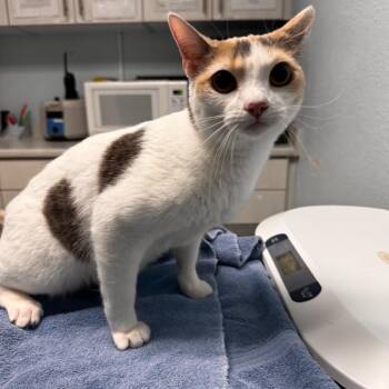 Jedi -  Domestic Short Hair Cat for Adoption in Riverside, California - Jedi | PetCurious