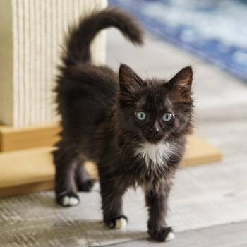 Rae Lynn -  Domestic Long Hair and Maine Coon Cat Available for Adoption in Lampasas, Texas - Rae Lynn | PetCurious