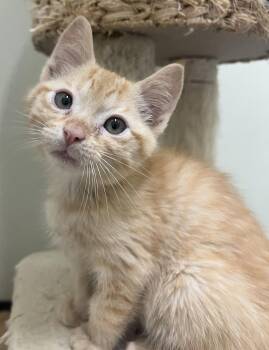 Rescue Domestic Short Hair Cats for Adoption in Cashiers, North Carolina - Bronco | PetCurious
