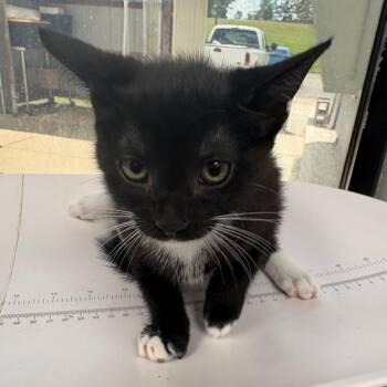 Makeenah -  Domestic Short Hair Cat for Adoption in Columbiana, Alabama - Makeenah | PetCurious