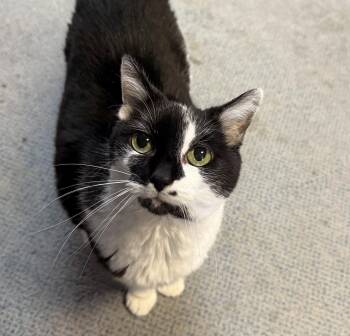 Domestic Short Hair Cats Available for Adoption in Dublin, Ohio - Belle | PetCurious