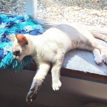 Amanda -  Domestic Short Hair Cat for Adoption in Traverse City, Michigan - Amanda | PetCurious