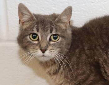 Hazel -  Tabby Cat for Adoption in Euclid, Ohio - Hazel | PetCurious
