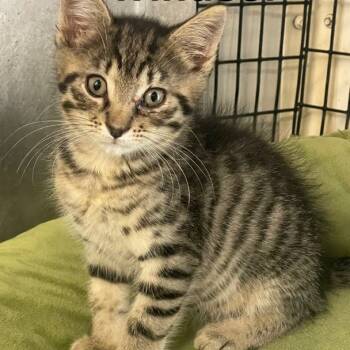 Rescue Domestic Medium Hair Cats for Adoption in Kingman, Kansas - Windsor | PetCurious