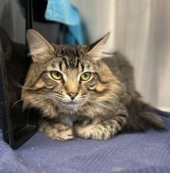 Domestic Long Hair and Domestic Short Hair Cats Available for Adoption - Astro | PetCurious