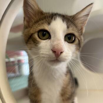 Rizzy -  Domestic Short Hair Cat for Adoption in Peconic, New York - Rizzy | PetCurious