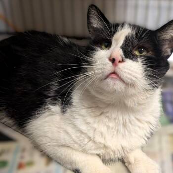 Regulus -  Tuxedo Cat for Adoption in Montclair, New Jersey - Regulus | PetCurious