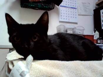 ONYX -  Domestic Short Hair Cat for Adoption in Martinez, California - ONYX | PetCurious