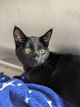 Ren -  Domestic Short Hair Cat for Adoption in Cumming, Georgia - Ren | PetCurious