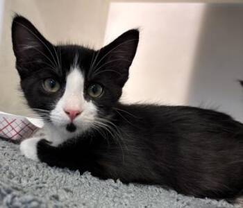 Eevee 587-26 -  Domestic Short Hair Cat for Adoption in Cumming, Georgia - Eevee 587-26 | PetCurious