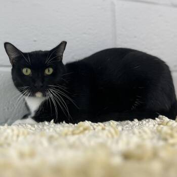 Tony -  Domestic Short Hair Cat for Adoption in Fairfax Station, Virginia - Tony | PetCurious