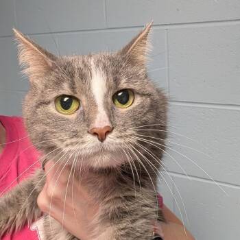 Pebbles -  Domestic Short Hair Cat for Adoption in Dekalb, Illinois - Pebbles | PetCurious
