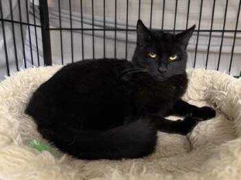 Blacky -  Domestic Short Hair Cat for Adoption in Lowell, Massachusetts - Blacky | PetCurious