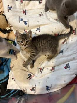 Domestic Short Hair Cats Available for Adoption in Chesapeake Beach, Maryland - Tora | PetCurious