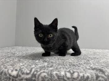 Rescue Domestic Short Hair and American Shorthair Cats for Adoption in Frankfort, Indiana - Blackie | PetCurious