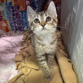 Rebel -  Domestic Short Hair Cat Available for Adoption - Rebel | PetCurious