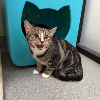 Domestic Short Hair Cats Available for Adoption in Gainesville, Florida - Gamora | PetCurious