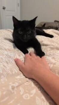LUCY -  Domestic Short Hair Cat for Adoption in St. Peters, Missouri - LUCY | PetCurious