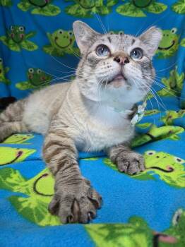 Siamese and Tiger Cats Available for Adoption in West Lafayette, Indiana - Peregrine  | PetCurious
