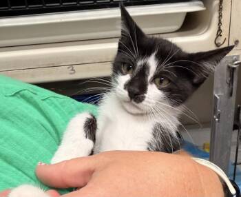 Guy -  Domestic Short Hair Cat for Adoption in Topeka, Kansas - Guy | PetCurious