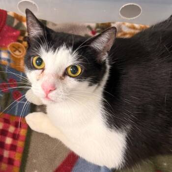 Opal -  Domestic Short Hair Cat for Adoption in Evansville, Indiana - Opal | PetCurious