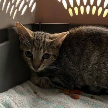Sweet Potato - Chow Hound Northland -  Domestic Short Hair Cat for Adoption in Grand Rapids, Michigan - Sweet Potato - Chow Hound Northland | PetCurious