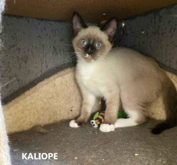 Kaliope -  Domestic Short Hair Cat for Adoption in Washington, Georgia - Kaliope | PetCurious
