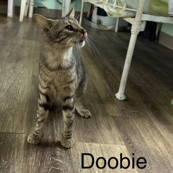 Domestic Short Hair Cats Available for Adoption in West Point, Mississippi - Doobie | PetCurious