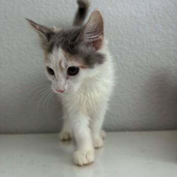 Spice -  Dilute Calico and Domestic Medium Hair Cat for Adoption in Antioch, California - Spice | PetCurious