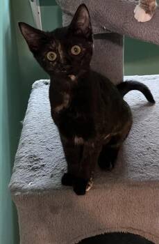 Scrabble -  Domestic Short Hair Cat for Adoption in Jackson, Georgia - Scrabble | PetCurious